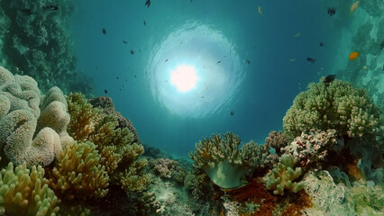 Tropical coral reef. Underwater fishes and corals. Philippines.