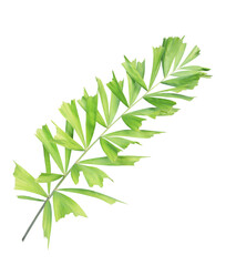 Tropical green leaf of palm tree on transparent background (png file).