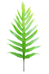 Green frond leaf on transparent background (png file).