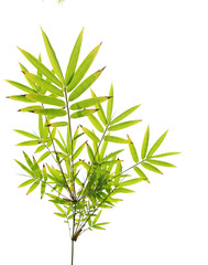 Green bamboo leaves with branch on transparent background (png file).