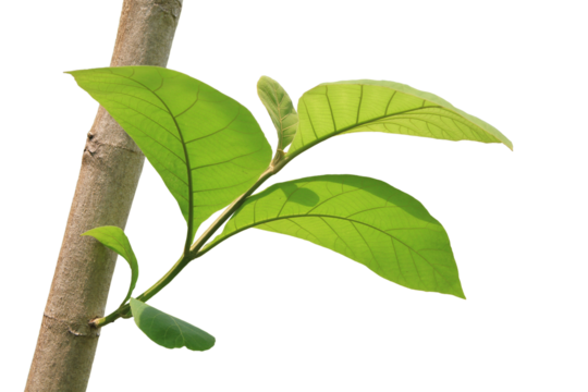 Gren teak leaf with branch on transparent background (png file).