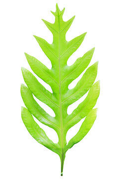 Frond leaf on transparent background (png file).