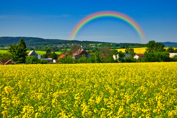 ボヘミア地方の美しい菜の花畑