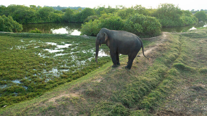 Fototapeta premium Aerial view of Elephant on agricultural fields in the countryside. Arugam Bay Sri Lanka.