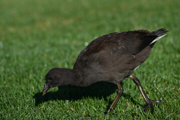 Side view of a juvenile dusky moorhen as it looks for food in a patch of damp grass