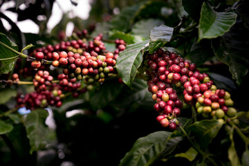 ripe coffee berries on a tree 