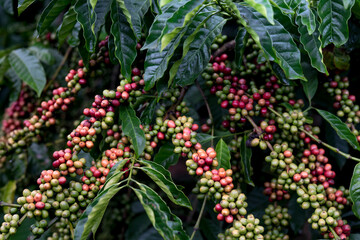 ripe coffee berries on a tree 