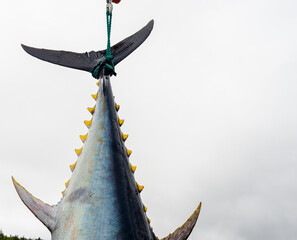 Atlantic bluefin tuna hanging by its dark blue and silver color tail with yellow caudal finlets leading down the body of the big saltwater fish. The giant tuna is hung to prepare for market and sale.  © Dolores  Harvey