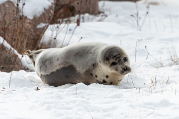 Naklejka premium A large grey harp seal or harbor seal on white snow and ice looking upward with a sad face. The wild gray seal has long whiskers, light fur or skin, dark eyes, spotted fur and heart shaped nose. 