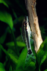 オトシンクルス　ナマズの仲間　アクアリウム