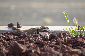 A Killdeer (Charadrius vociferus) under cover. An opportunist, the killdeer will nest anywhere that may provide it safety and success.  In this case in the pumice rock landscaping of a median