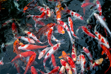 Fototapeta na wymiar Colorful Japanese fancy carps are known as Koi swimming under the clear water, in a lake