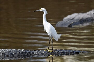 Snowy Egret standing on American Alligator