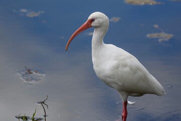 white ibis standing