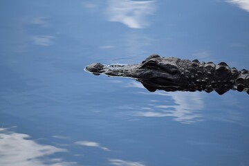 American alligator peaking out of water
