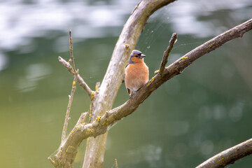 Common Chaffinch in New Zealand