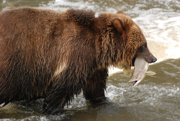Close up of a grizzly bear with a freshly caught Pink Salmon in its mouth