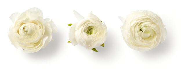 Fototapeta set of three beautiful white / cream colored ranunculus buttercup flowers isolated over a transparent background, spring or Mother's Day design elements, top view / flat lay obraz