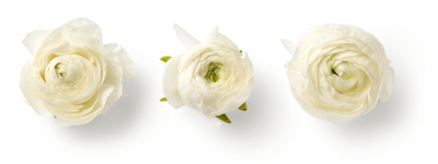 set 1 of three beautiful white / cream colored ranunculus buttercup flowers isolated over a transparent background, spring or Mother's Day design elements, top view / flat lay
