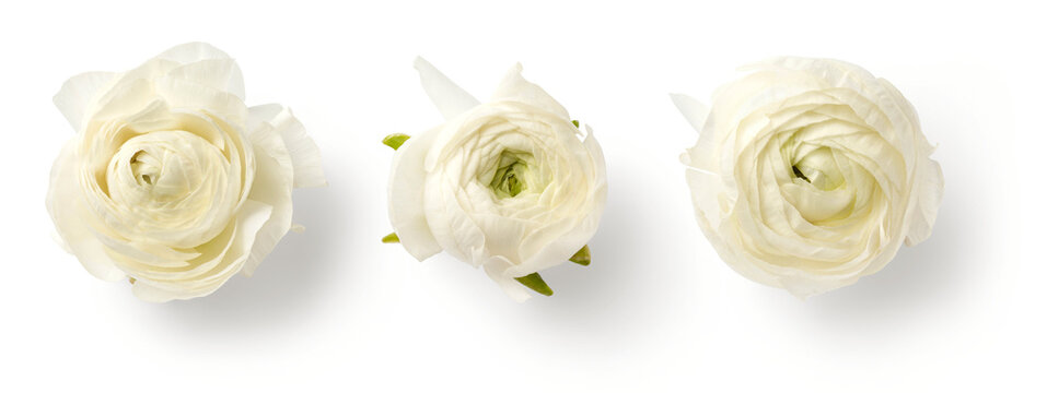set of three beautiful white / cream colored ranunculus buttercup flowers isolated over a transparent background, spring or Mother's Day design elements, top view / flat lay