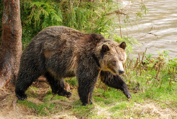 A beautiful grizzly bear walks across a grassy riverbank with a spruce tree in behind