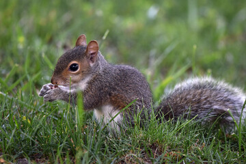 baby squirrel sitting and eating