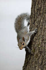 Fototapeta na wymiar baby squirrel on tree
