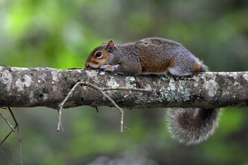 Baby Grey Squirrel resting in tree