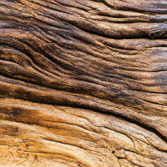 texture longitudinal section of an old tree