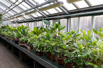 Fototapeta na wymiar Greenhouse with tropical plants, exotic lianas. Glasshouse interior. Floral conservatory indoors with green exotic vegetation. Indoor garden. 