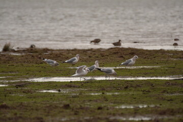 flock of seagulls