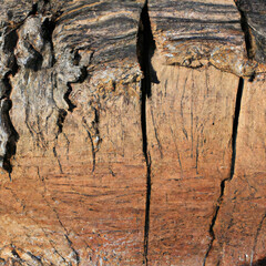 texture longitudinal section of an old tree