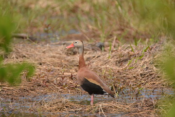 Black-bellied Whistling Duck