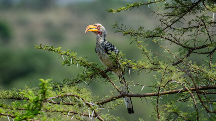Yellow Groundbill