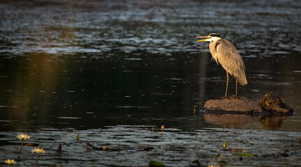 Heron