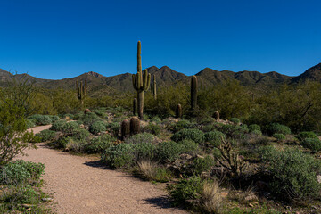 Cacti and mountains in the Sonoran Desert landscape