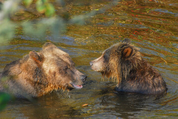 A grizzly bear mother and her cubs sit in golden river water watching other bears
