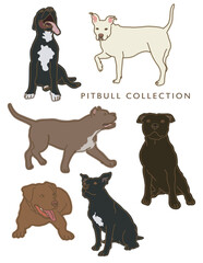 Pitbull Dog Color Illustrations in Various Poses
