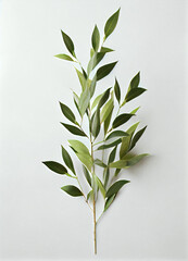green leaves on white background, olive, Italian Ruscus Branch