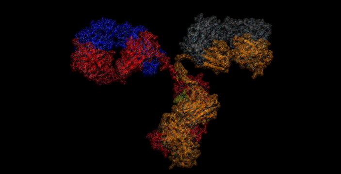 Human antibody / immunoglobulin 3D protein molecule  