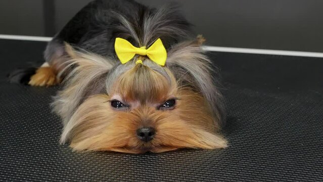  Trembling Yorkshire Terrier dog with ponytail on head lying in grooming salon. Hygienic procedures, cutting and care for pets with professional groomer. Shivering dog afraid of hairstyling.