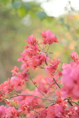 Beautiful pink bougainvillea with Bokeh background