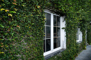 Fototapeta na wymiar White windows surrounded by green ivy on the wall 