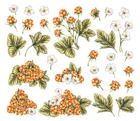 Watercolor set of flowers, leaves, cloudberries on a white background