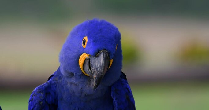 Blue macaw
