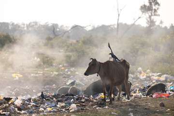 Cattle and pigs grazing among burning plastic at rubbish dump Waste and Garbage Dumping Site. Pile...