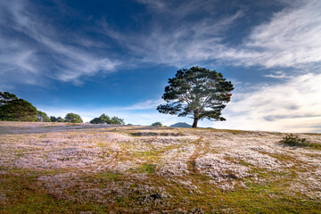 Beautiful landscape of Da lat in Viet Nam, pink grass hill contrast with green tree make the wonderful scene for DaLat tourism, sun rays, clouds, and fog