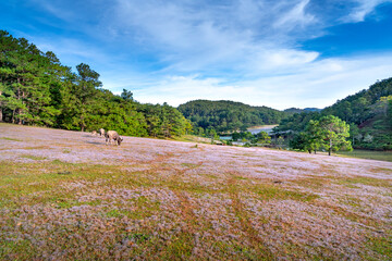 Beautiful landscape of Da lat in Viet Nam, pink grass hill contrast with green tree make the...