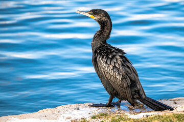 A cormorant by the lake shore in Arizona