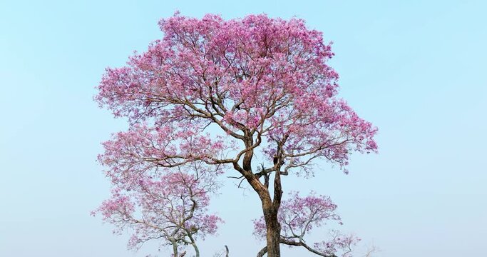 Pink tree